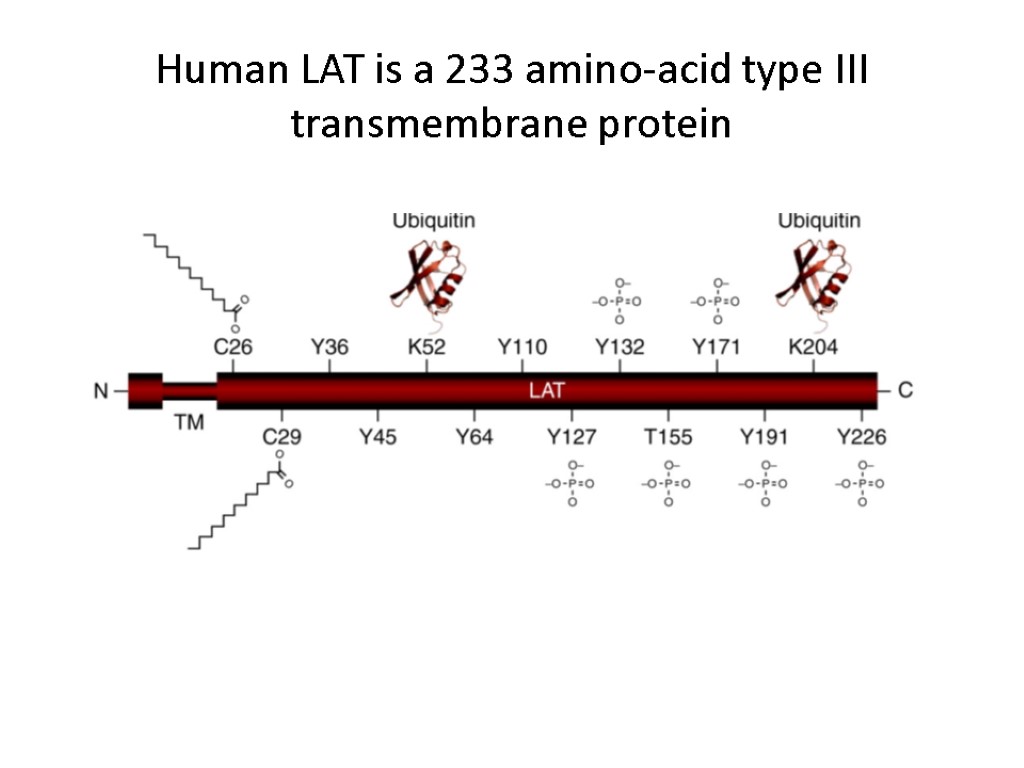 Human LAT is a 233 amino-acid type III transmembrane protein
